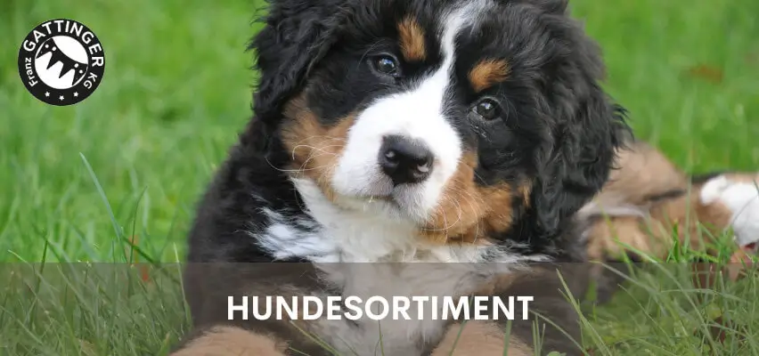 Hundesortiment