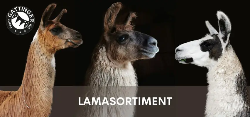 Lamasortiment